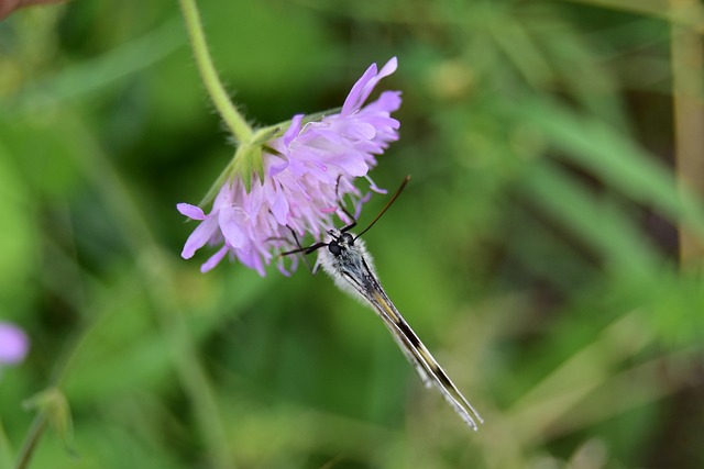butterfly on thistle flower, butterfly, thistle, insect