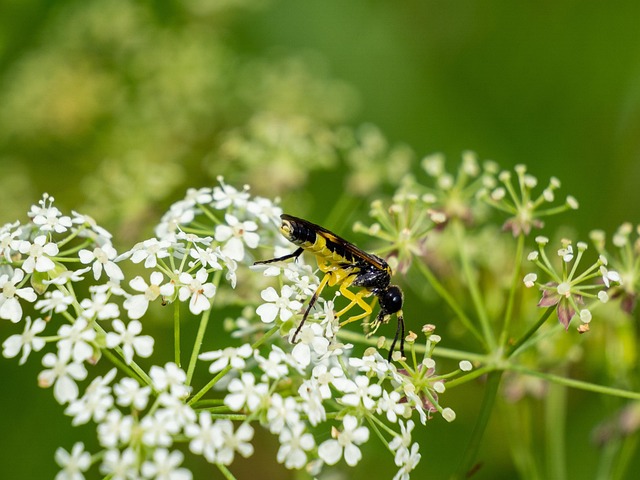 昆虫 黄蜂 特写 - Pixabay上的免费照片 - Pixabay