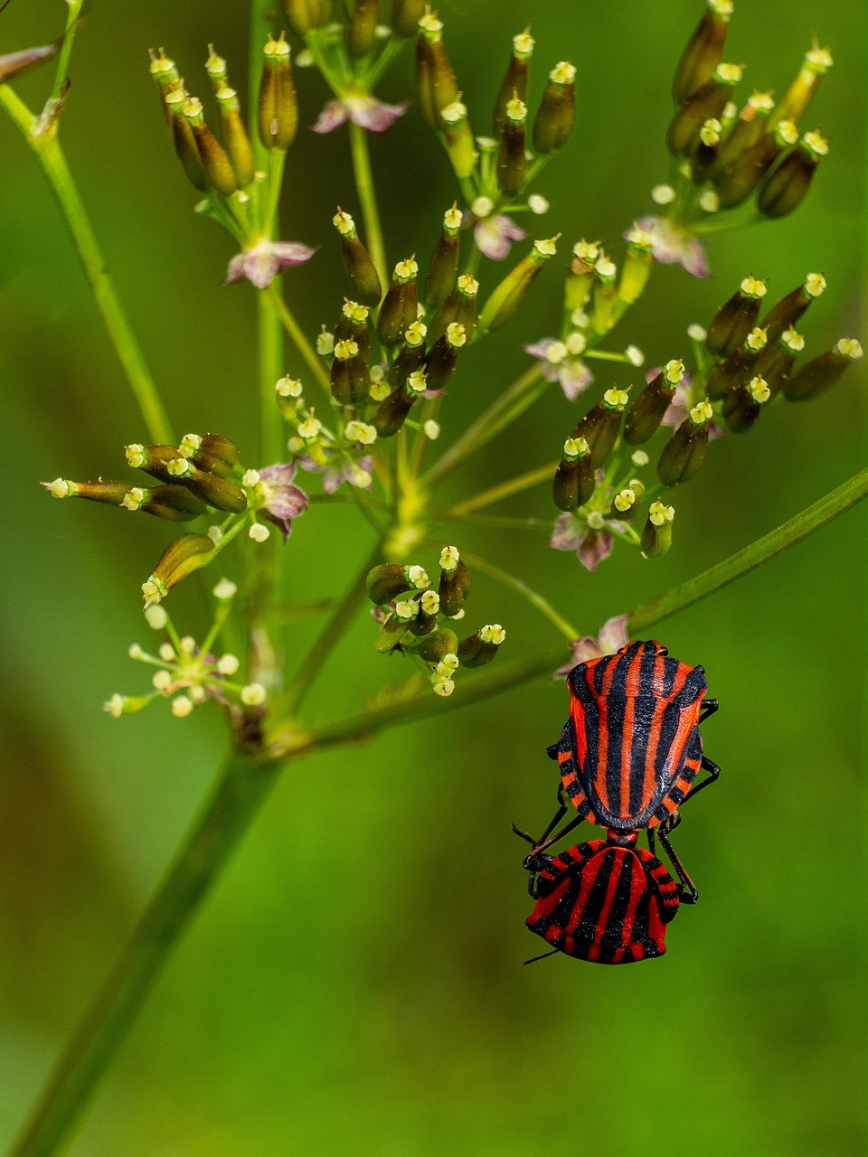 bugs-few-connection-free-photo-on-pixabay-pixabay