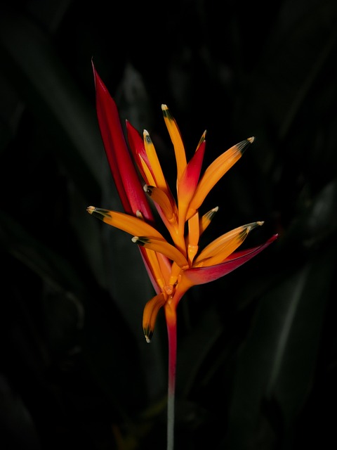 Blume, Blütenblätter, Pflanze, Garten