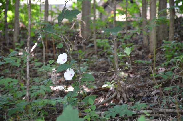 Floresta, Flores, Bosques, Primavera