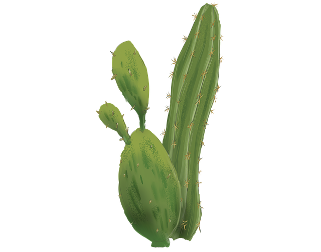 Free cactus desert succulent illustration
