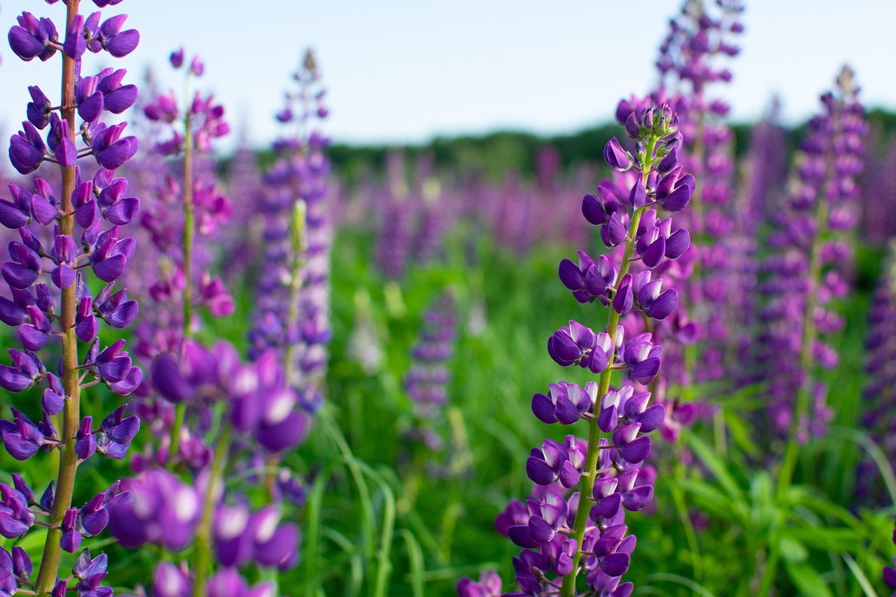 Flowers Field Spring - Free photo on Pixabay