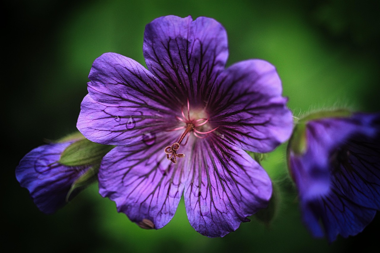 Blossom - free online jigsaw puzzle photo