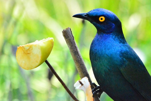 Free Bird Nature photo and picture