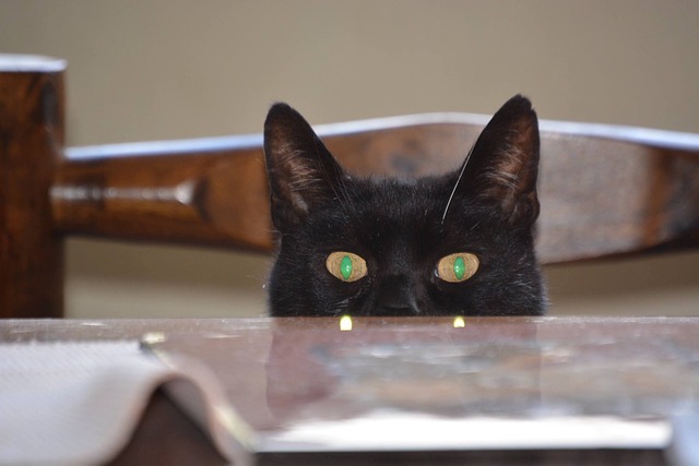 Free Cat Feline Reflection photo and picture