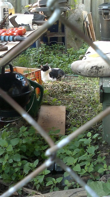 Free Cat Fence photo and picture