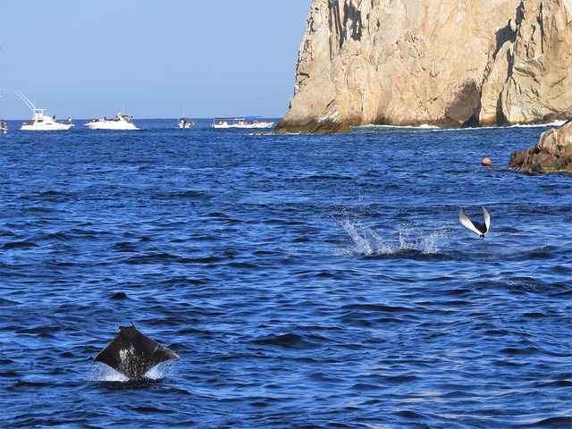 Free Cabo Sealife photo and picture