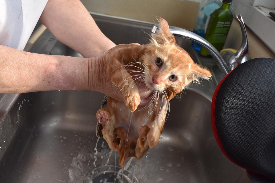 Wet Cat - Free photo on Pixabay