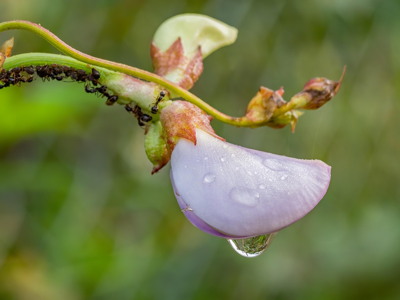 Flower Violet Dew Free photo on Pixabay Pixabay
