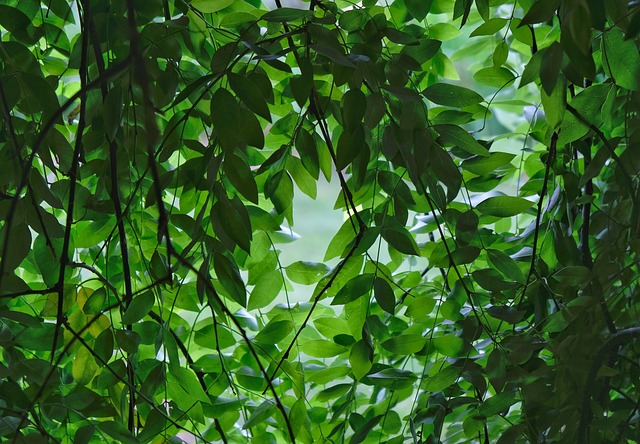 Free Tree Leaf photo and picture