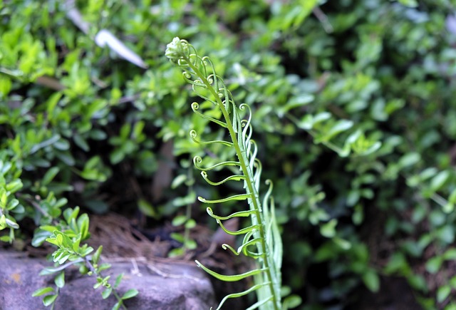 Free Fern Plant photo and picture
