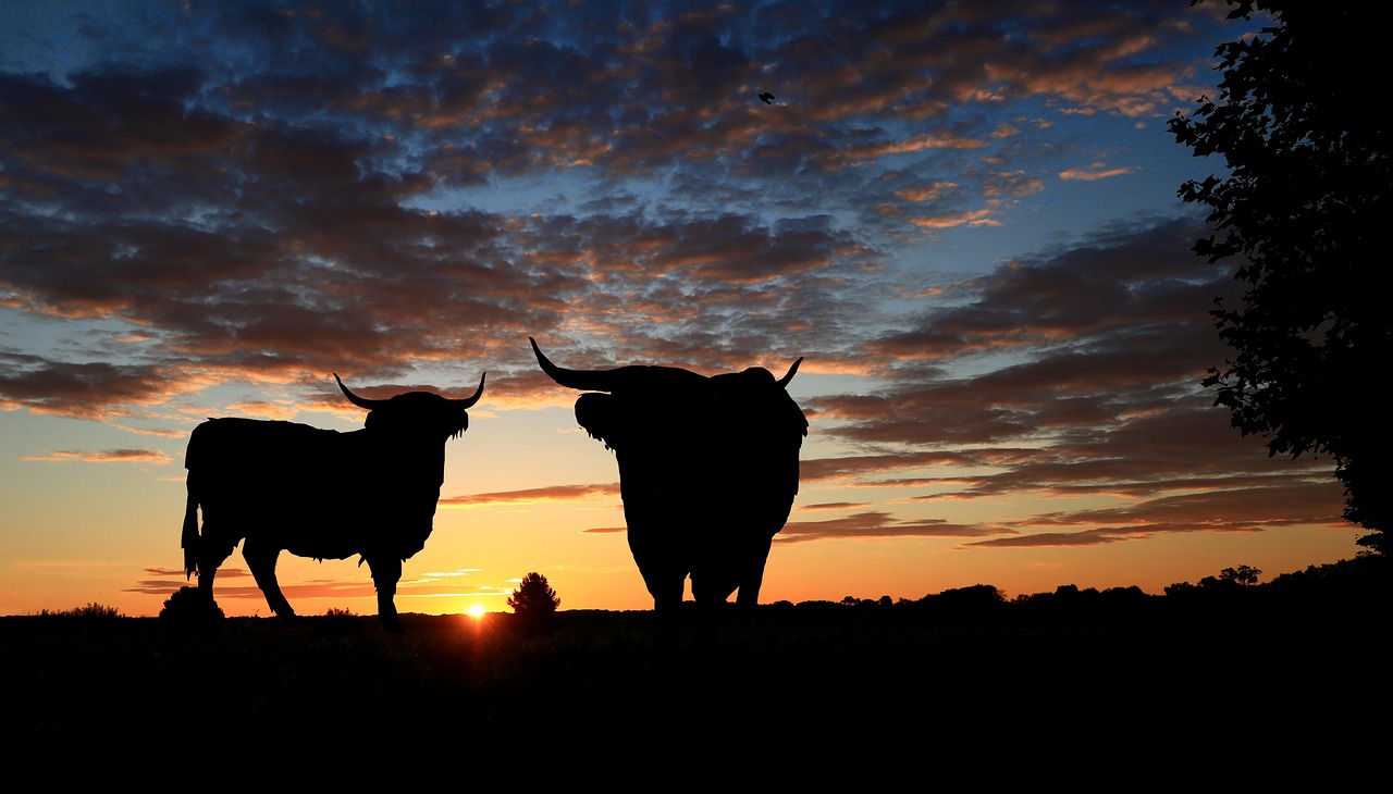Sunset - free online jigsaw puzzle photo
