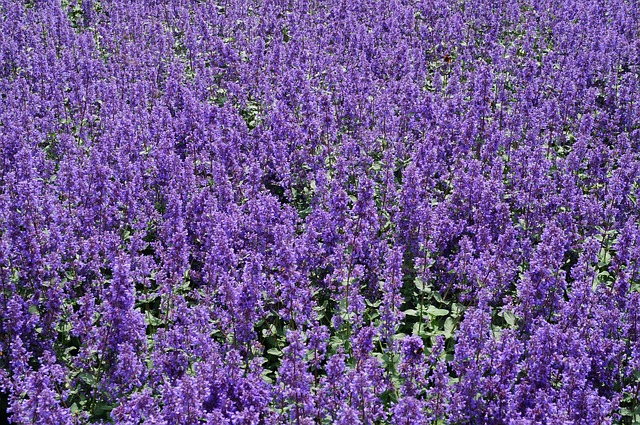 Free Purple Bloom photo and picture