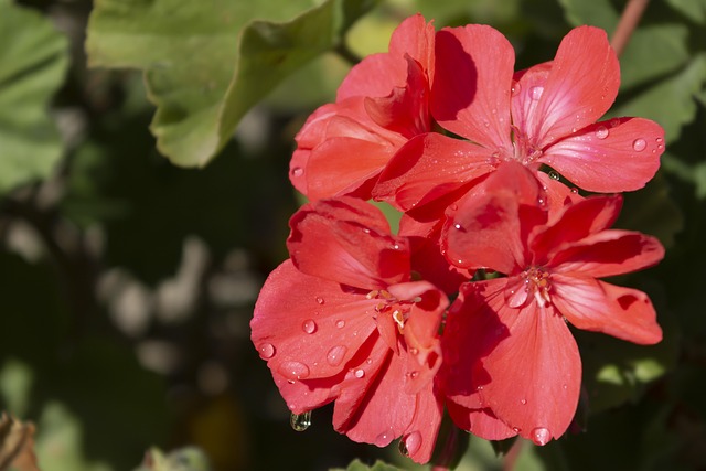 Free Flower Summer photo and picture