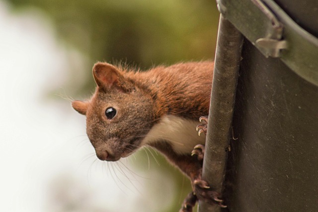 Free Squirrel Germany photo and picture