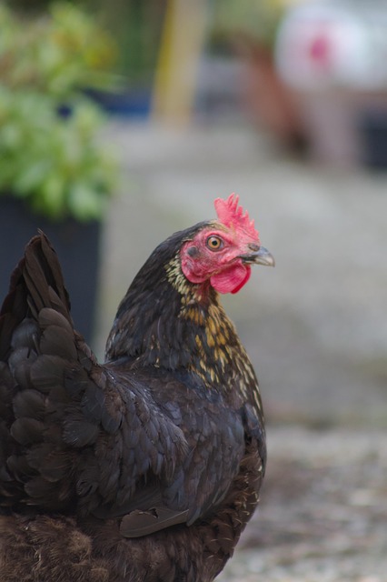 Free Chicken Germany photo and picture