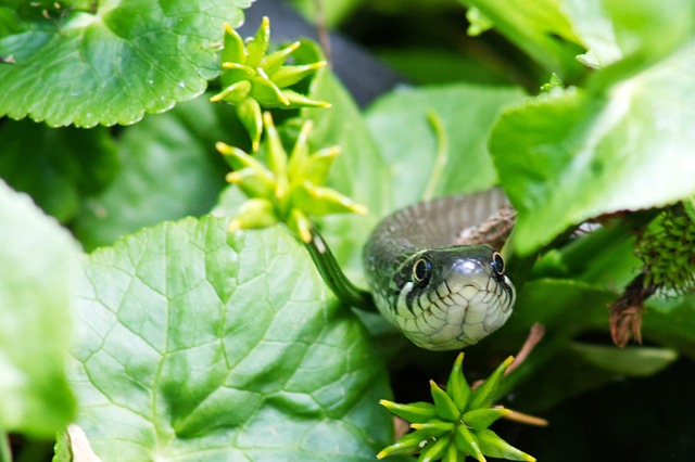 Free Ring Snake Natrix photo and picture