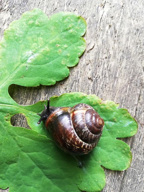 Caracol, Grima, Hoja, Día