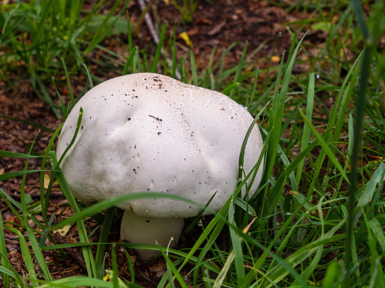 Champiñón Blanco Grande - Foto gratis en Pixabay - Pixabay