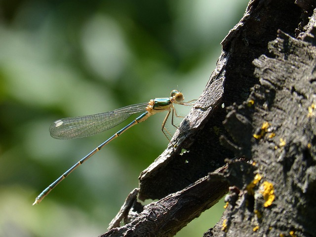 Free Dragonfly Damselfly photo and picture
