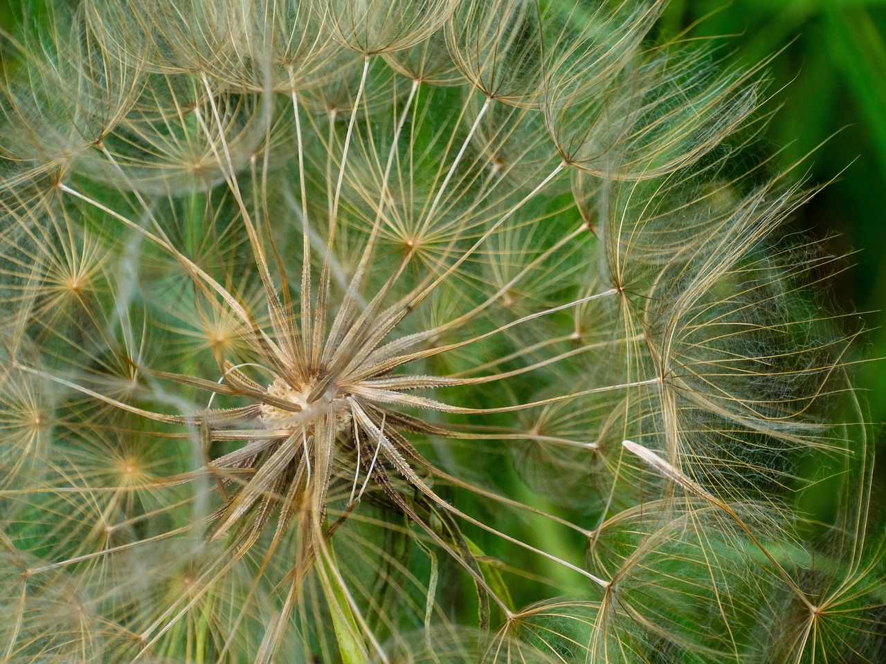 Tanaman Buah Buahan Bulu Halus Foto Gratis Di Pixabay