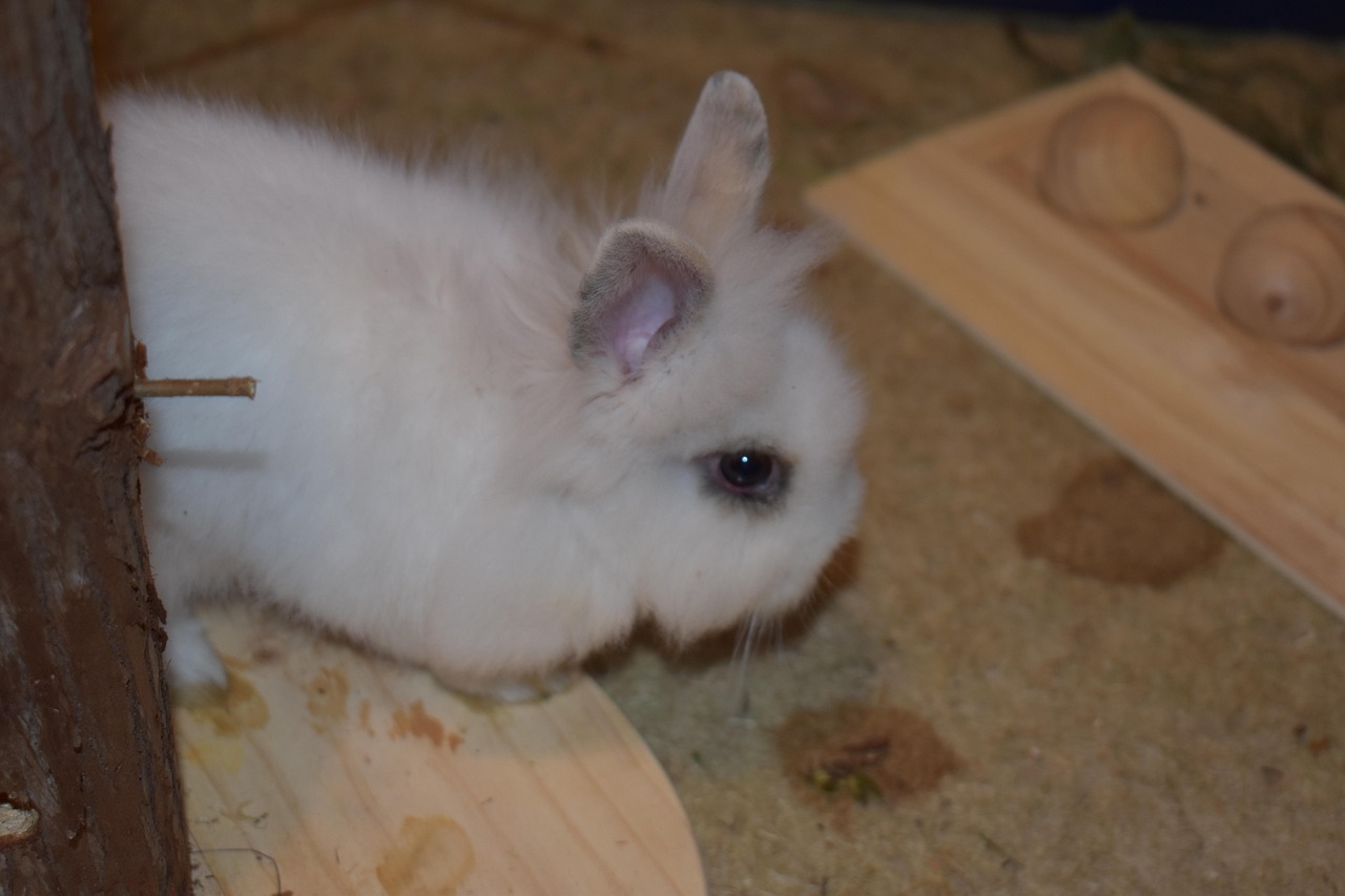 Kaninchen Hase Tier - Kostenloses Foto auf Pixabay - Pixabay