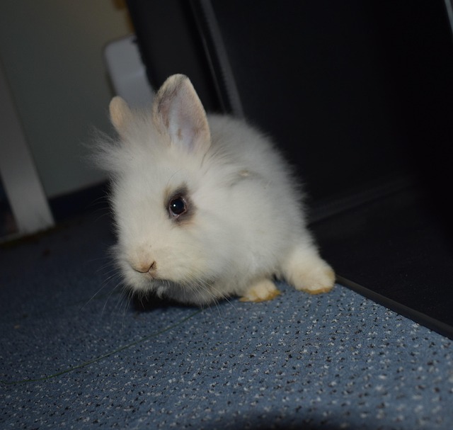 Králíci, Bílý, Králičí, Roztomilý, Zvíře