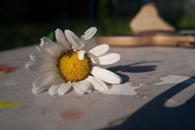Free Flower Springtime photo and picture
