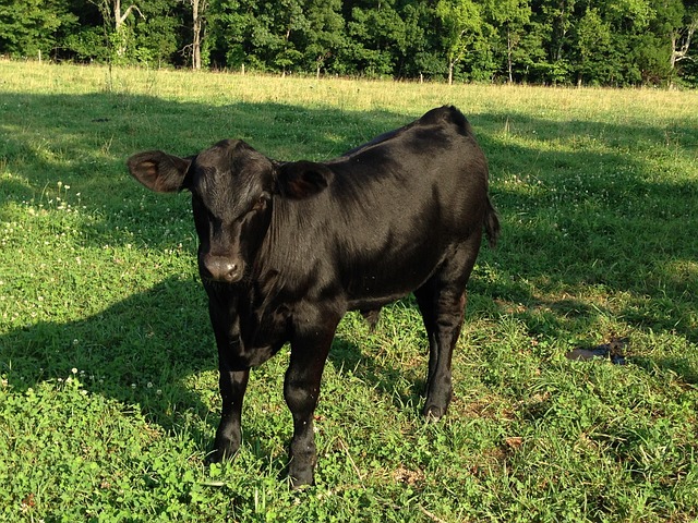 Free Cow Calf photo and picture