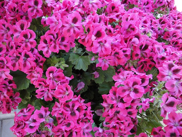 Free Flowers Nature photo and picture