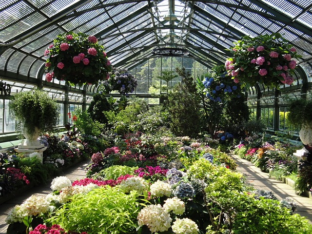 Free Greenhouse Flowers photo and picture