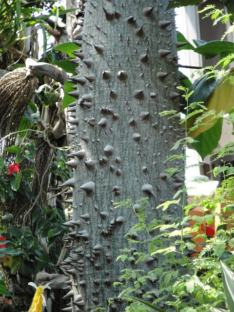 Free Spiky Tree Nature photo and picture