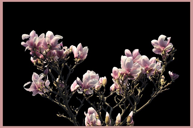 Free Nature Flower photo and picture