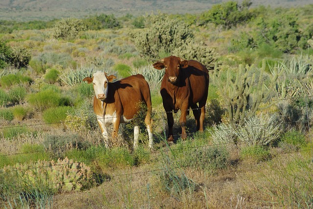 Free Cows Nature photo and picture