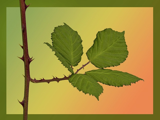 Free Roses Thorns photo and picture