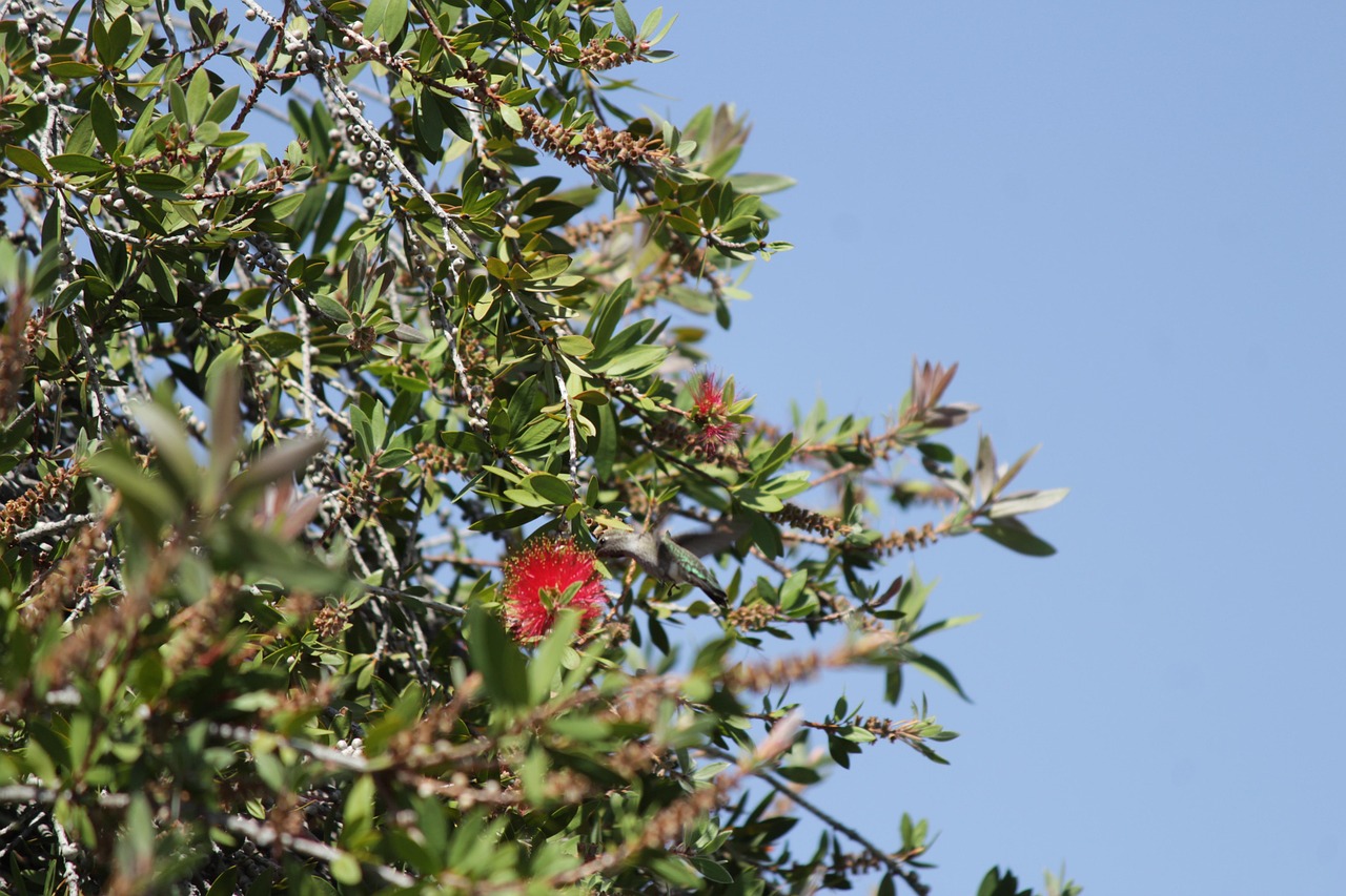 Hum Images 100,000+ Free Humming-Bird & Humming Bird Images - Pixabay