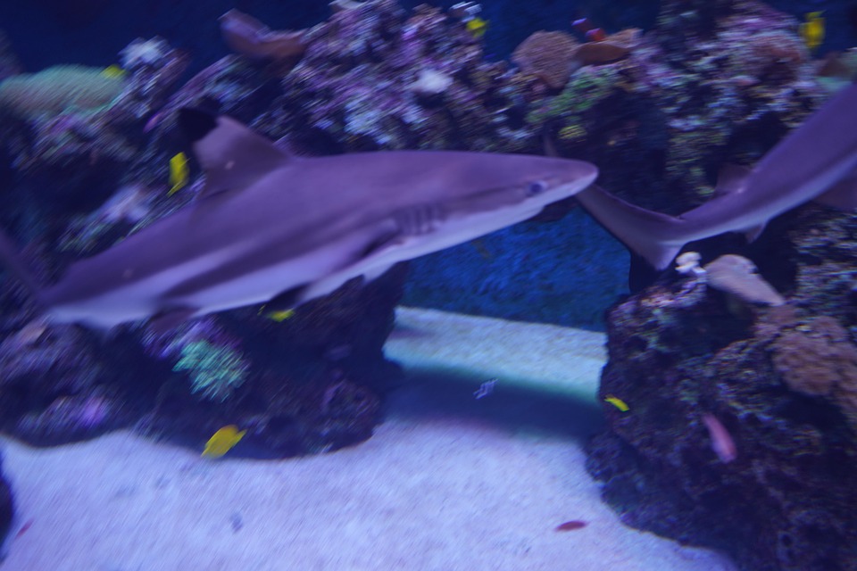 shark-hai-aquarium-kostenloses-foto-auf-pixabay-pixabay
