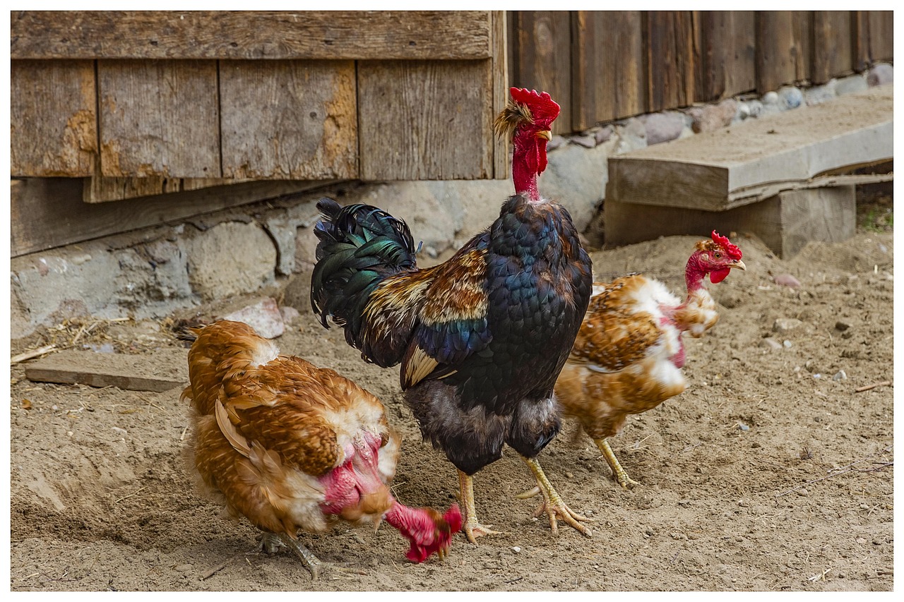 The Hen Cock Bird Free photo on Pixabay Pixabay