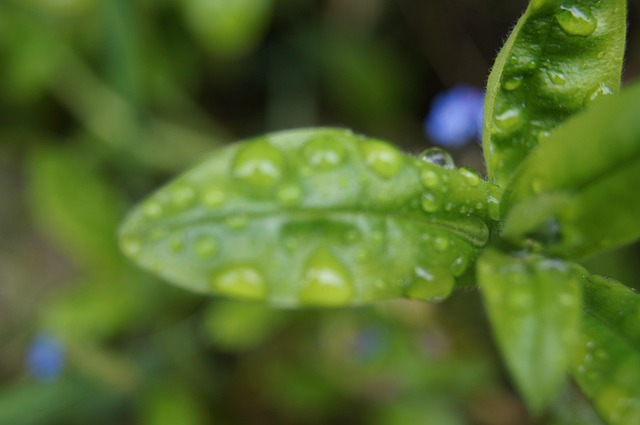 Free Plant Green photo and picture