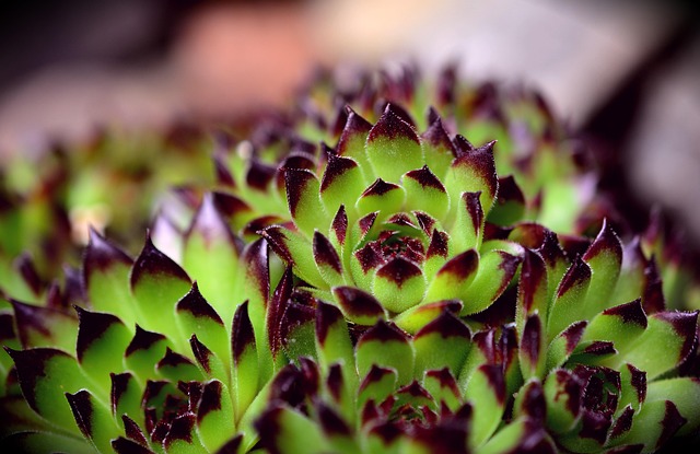 Free Succulents Stone Root photo and picture