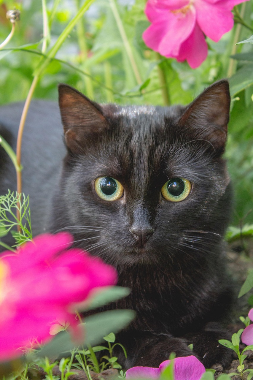 30,000+ Free Cat With Roses & Cat Images - Pixabay