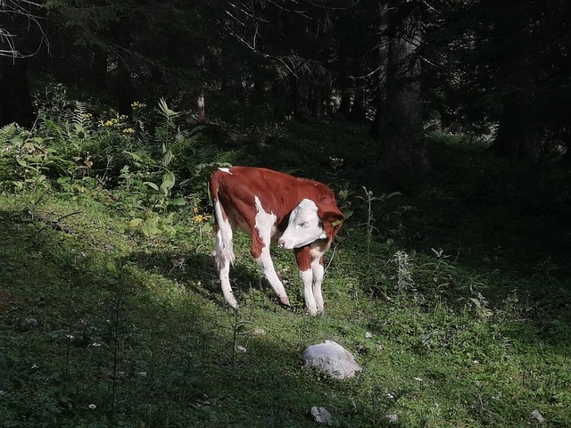 Free Cow Calf photo and picture