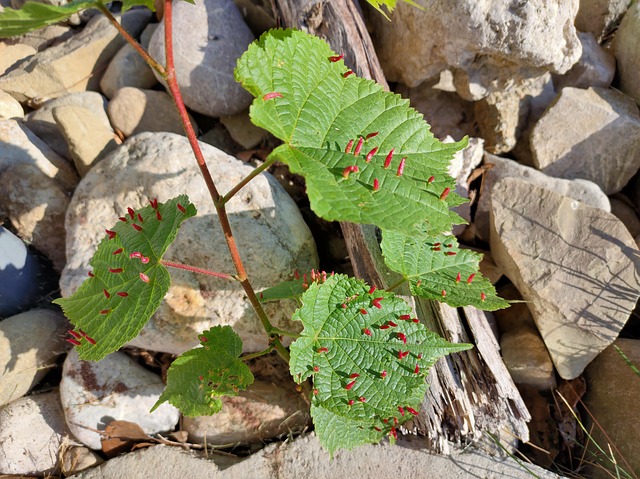 Free Linden Gall Mite Summer Linden photo and picture