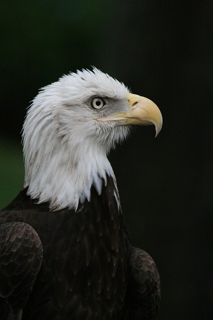 Free Animal Bird photo and picture