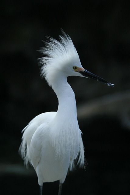 Free Animal Bird photo and picture