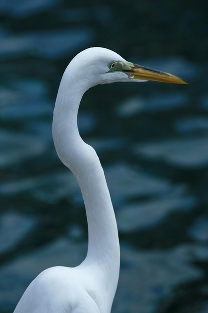 Free Bird Animal photo and picture