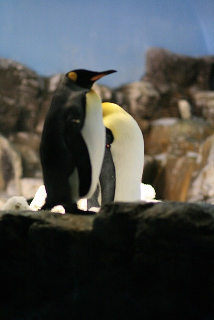 Free Penguin Animal photo and picture