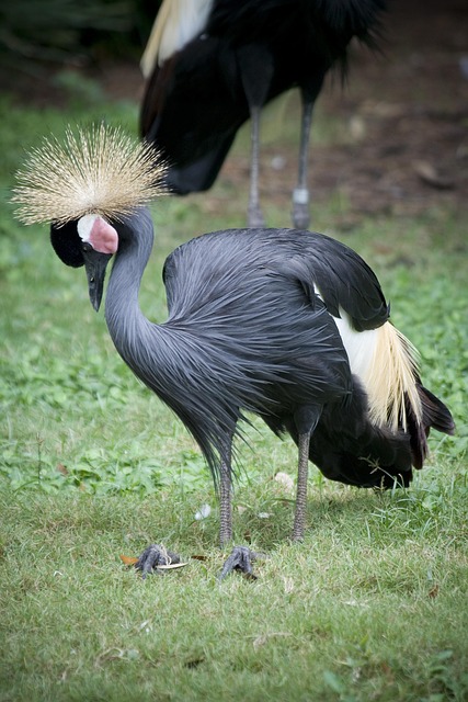Free Bird Crane photo and picture