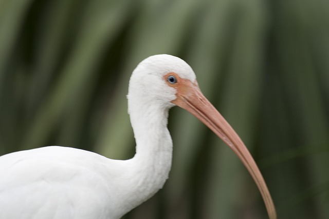 Free Bird Animal photo and picture